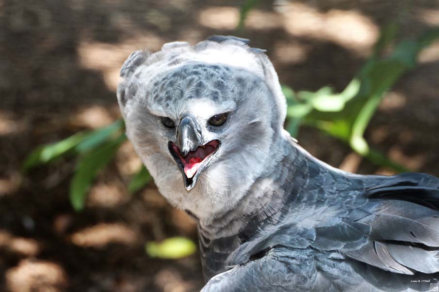 Harpy Eagle