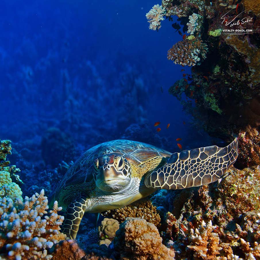 Sea Turtle Sitting Between Coral