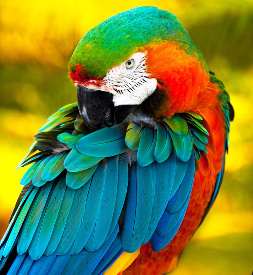 50 of the Most Beautiful Exotic Animals on Planet Earth