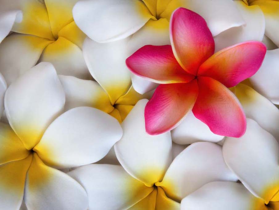 Plumeria Bed