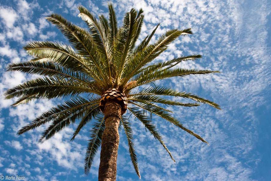 Palm Tree - Майорка