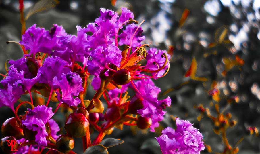 Queen Crape Myrtle