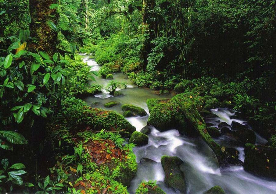 Rainforest в Коста-Рике