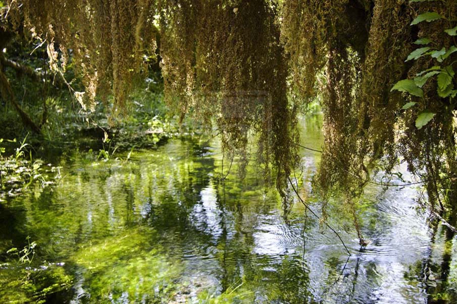 Hoh Rainforest