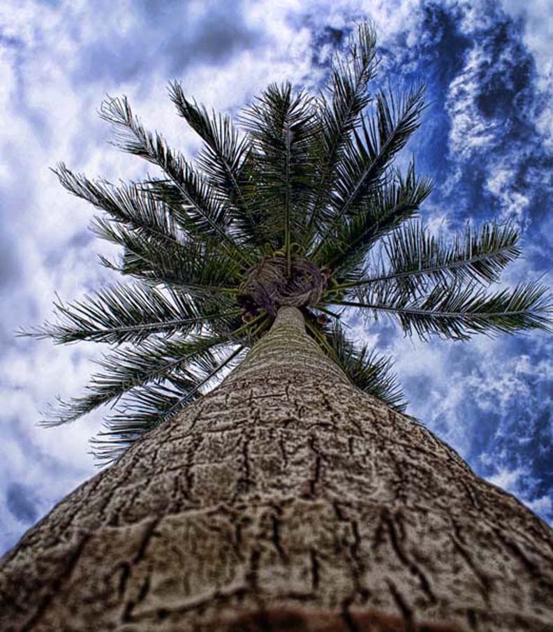 From Bottom - Coconut Tree