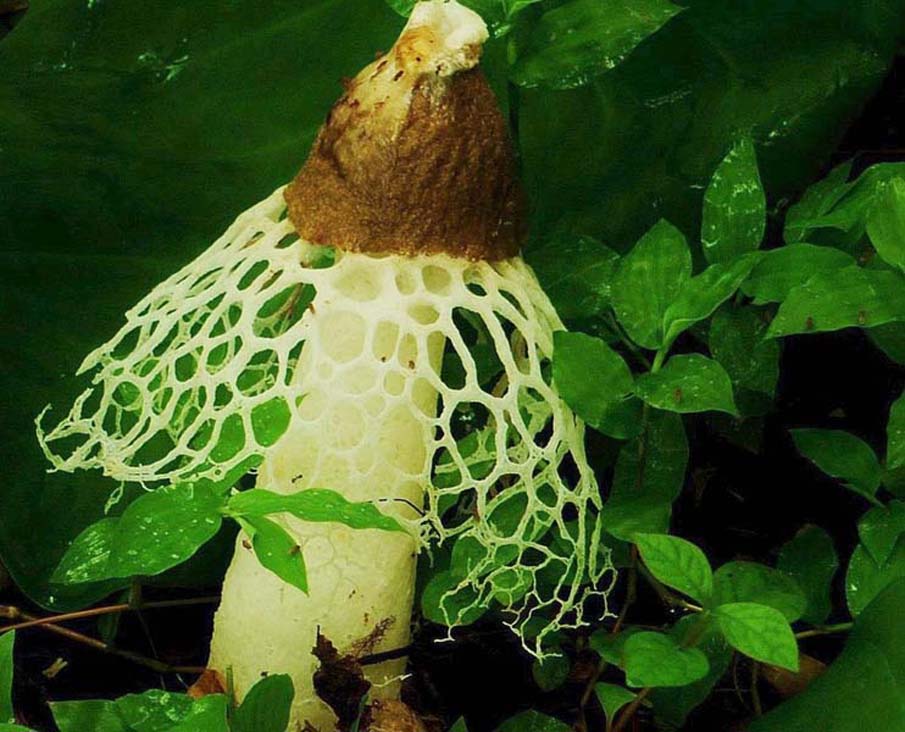 Crinoline Mushroom