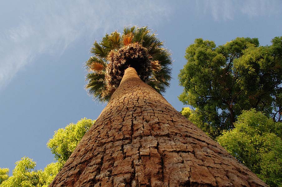 Fan Palm and Camphor