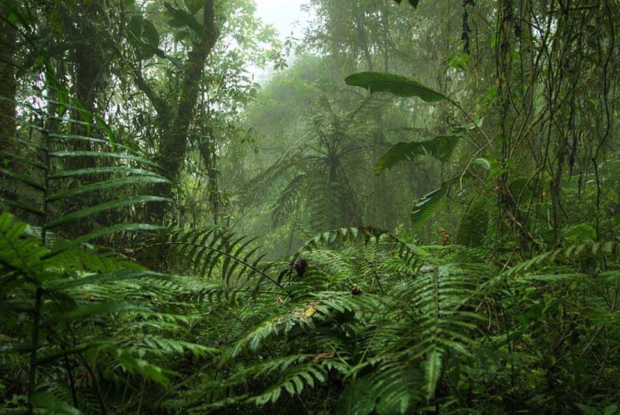 Amazonas Rain Forest