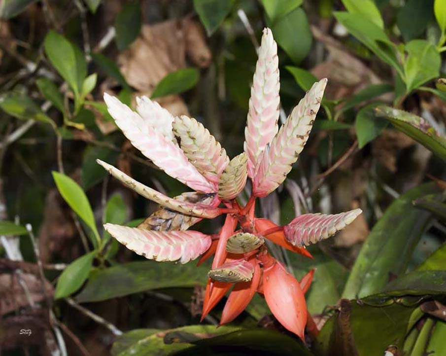 Plant near Sacha Lodge