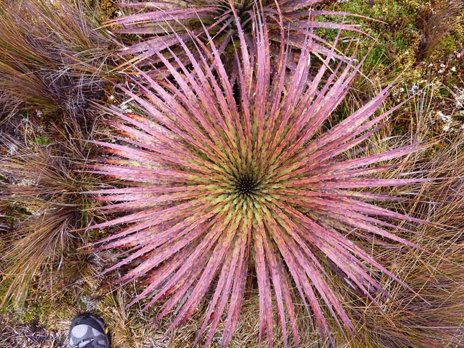 Plant in Cajas