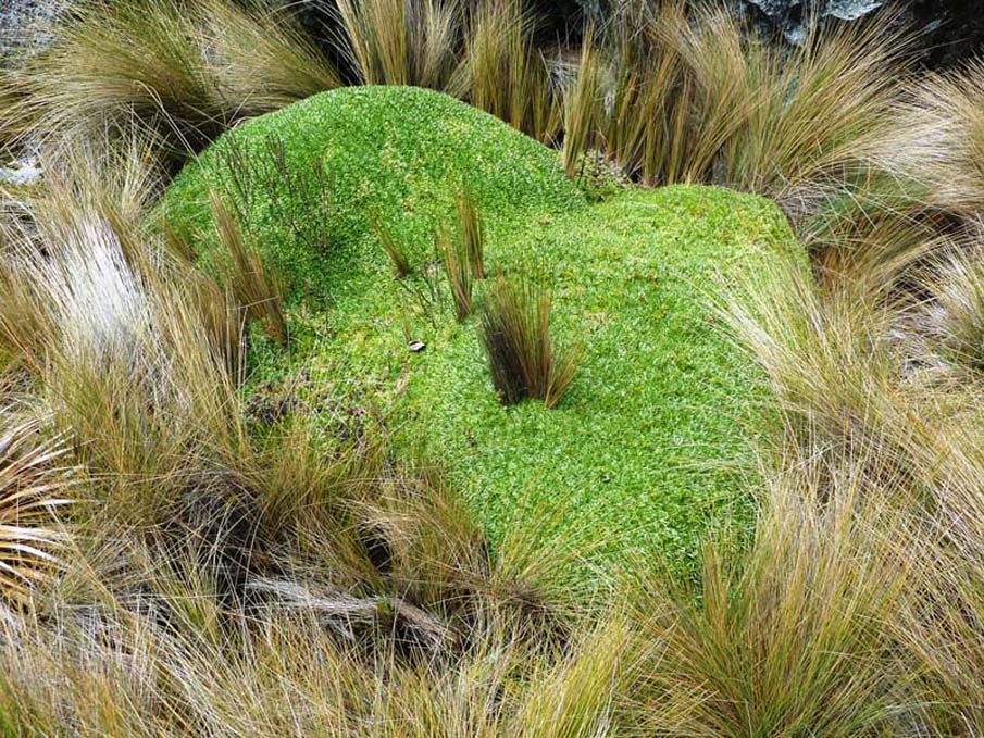 High Andean Plant Mound