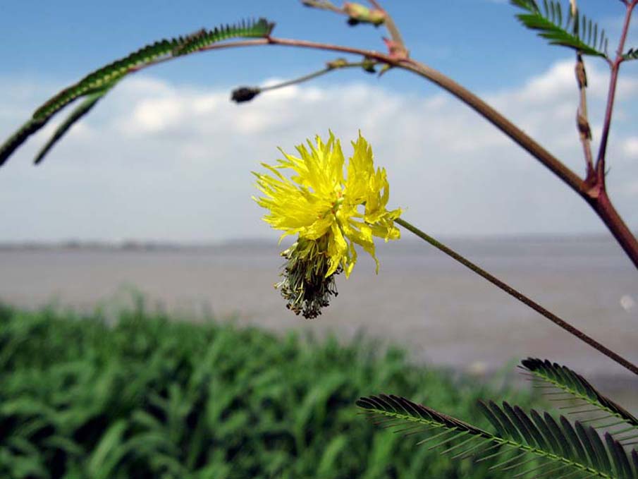 Вода Mimosa