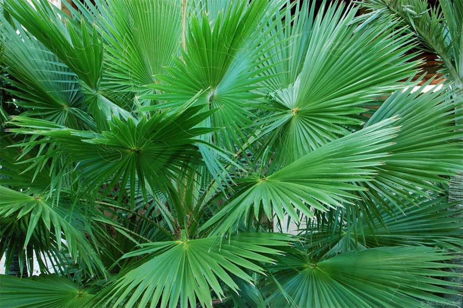 Mexican Fan Palm Leaves