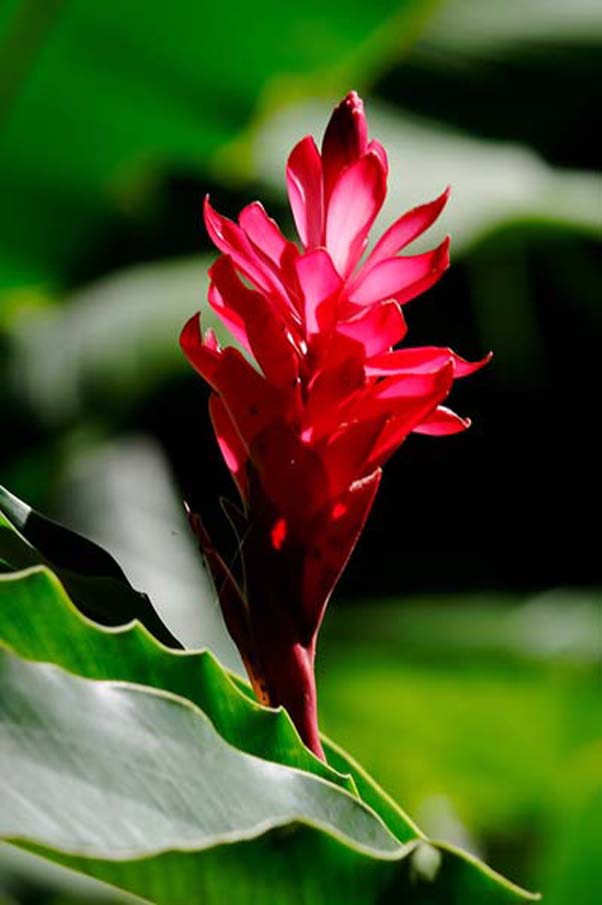 Тропическая флора Палау