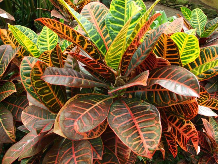 Tropical Plant