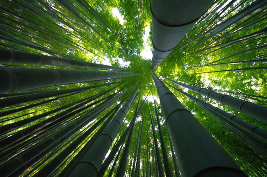 Bamboo Forest