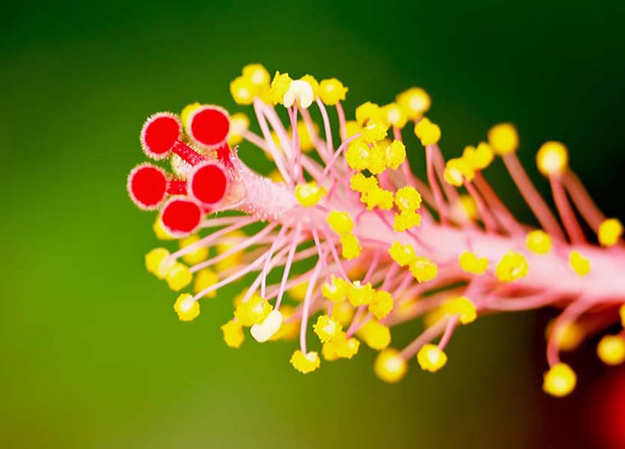 Heart of Hibiscus