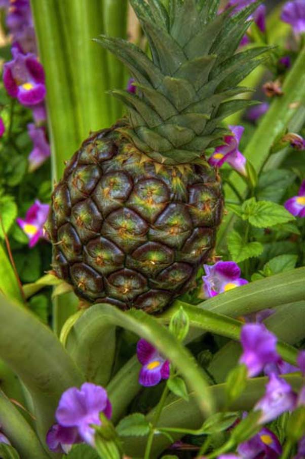 Pineapple