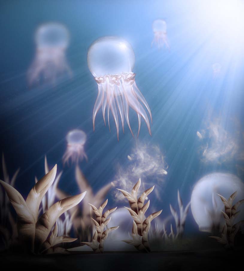 Transparent JellyFish