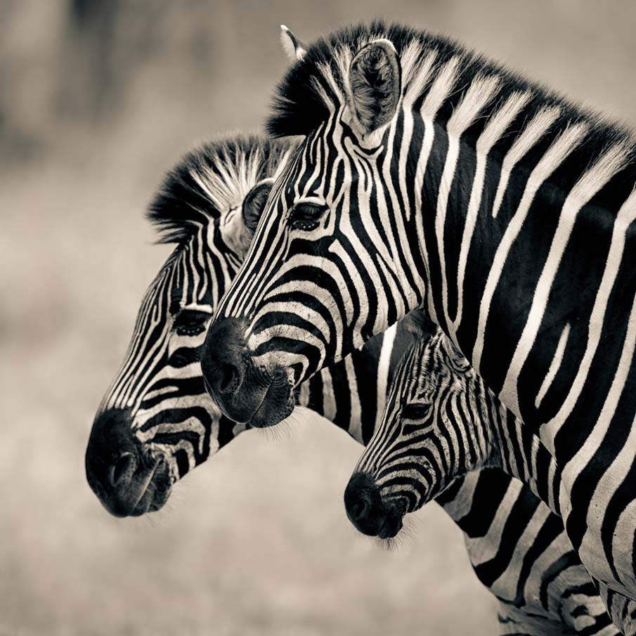 Trio of Stripes