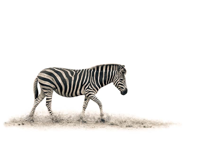 The Zebra