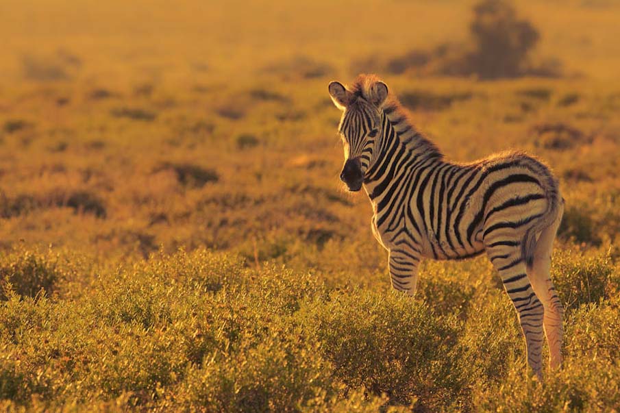 Morning Zebra