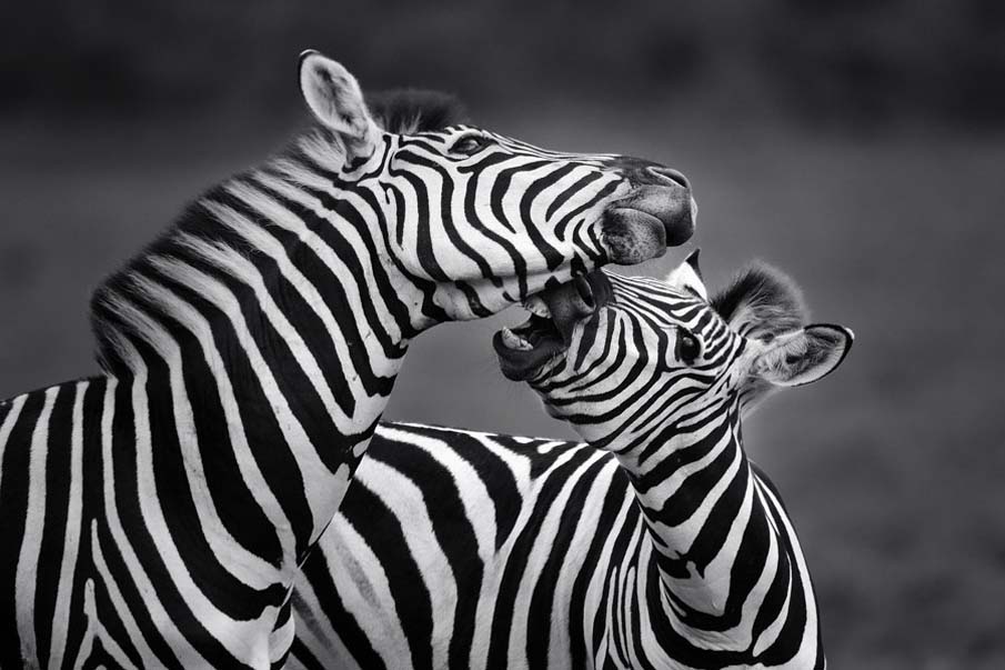 Zebra Cross-ings