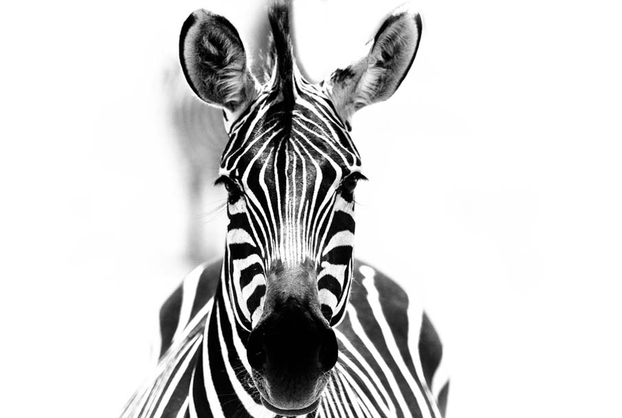 Zebra in Ruaha National Park, Tanzania