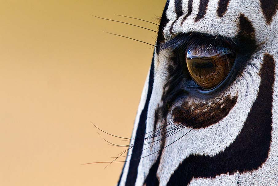 Striped Lady