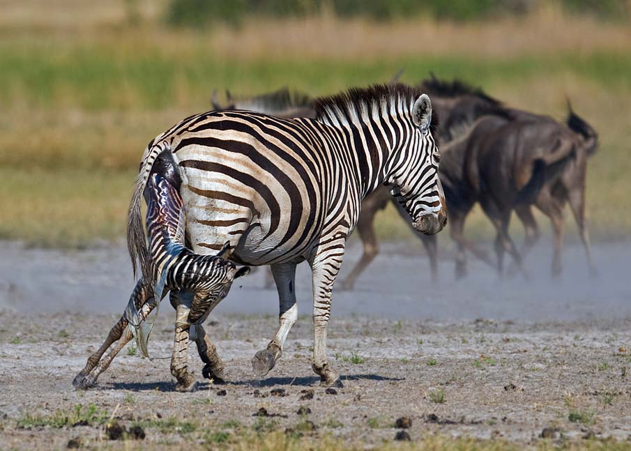 Zebra Birth