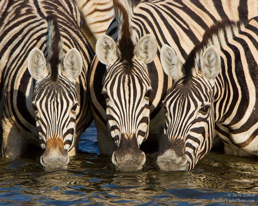 Zebra Trio