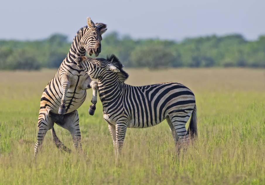 Zebra Play