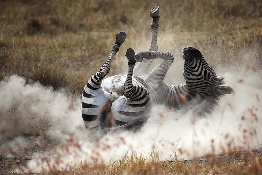 Dust Bath