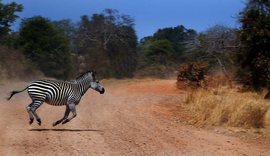 A Zebra Crossing…