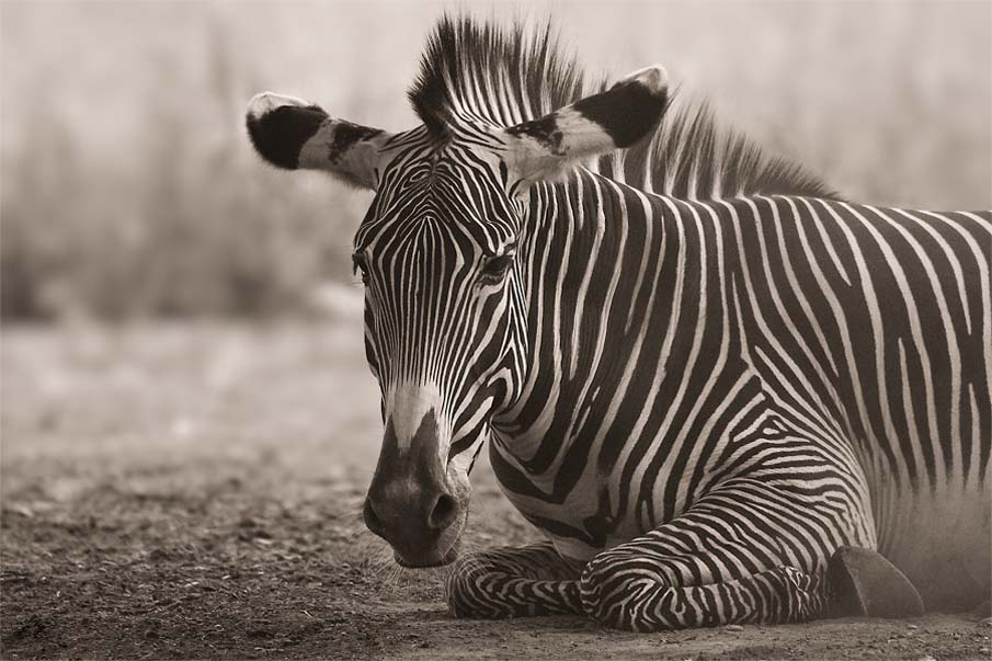 Africa B&W I