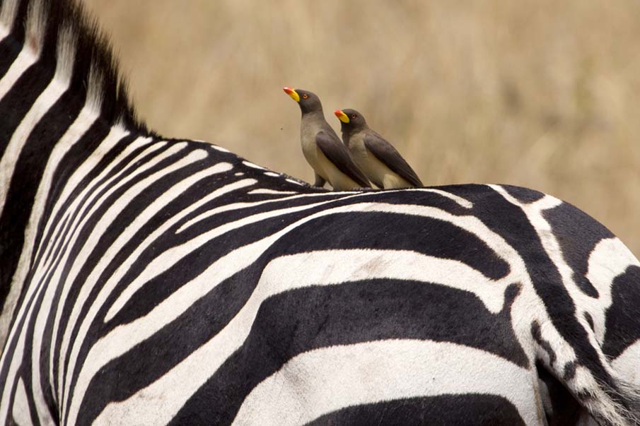 Stripes of All Colors