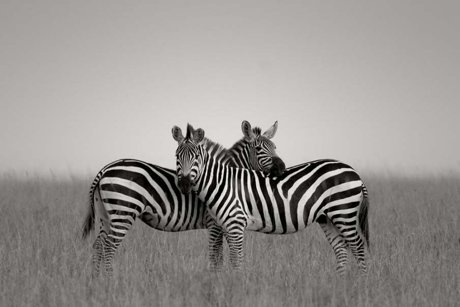 Nuzzling Zebras