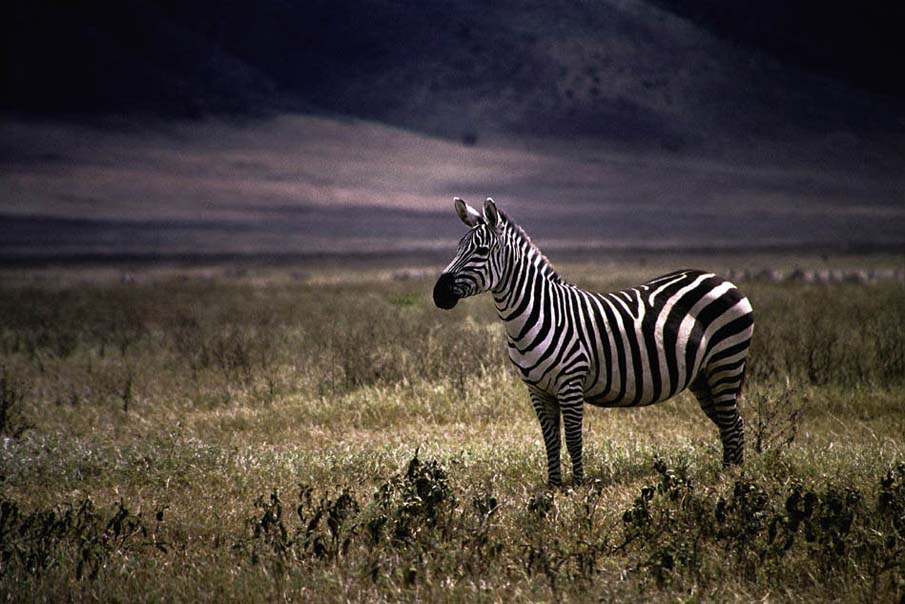 The Proud Zebra