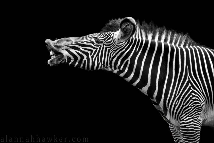 Zebra