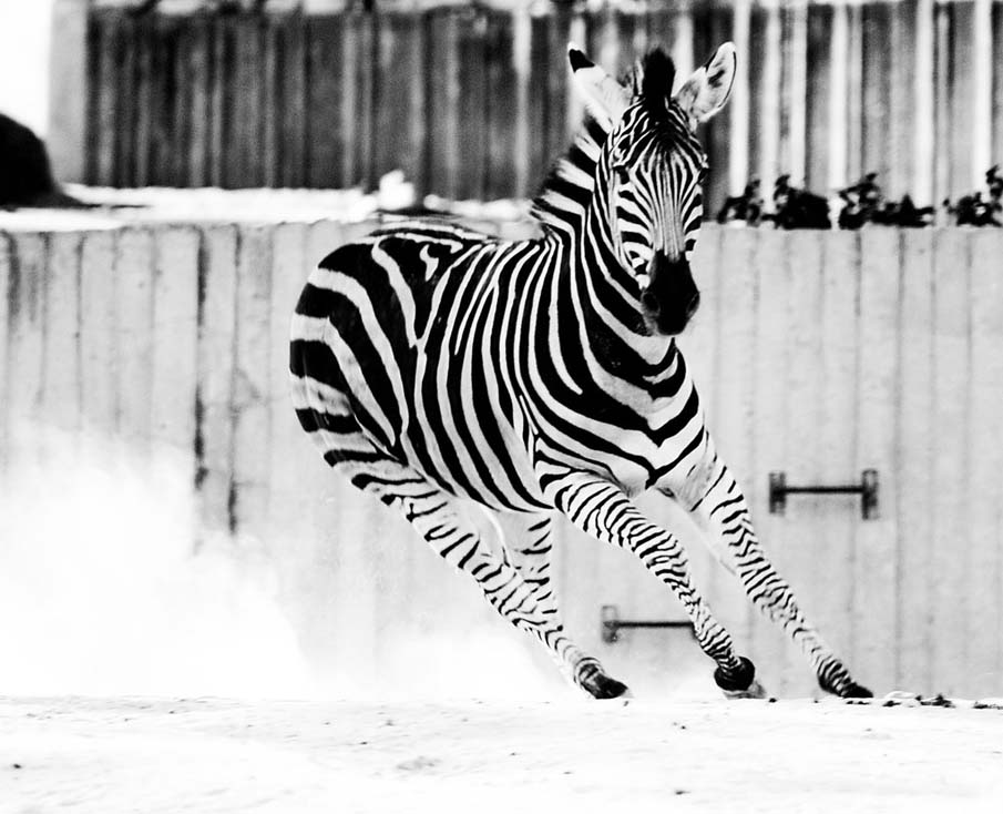 zebra running clipart - photo #32