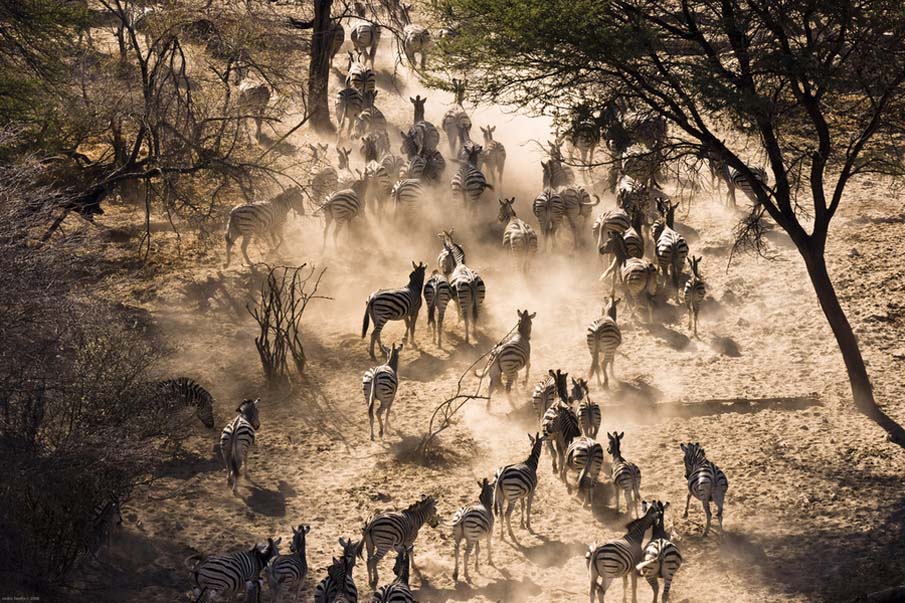 Zebras at Waterpoint