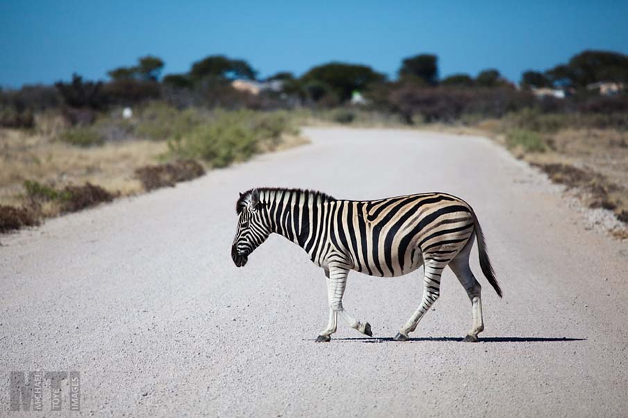 Zebra Crossing!