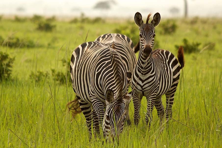 Zebra Grazing