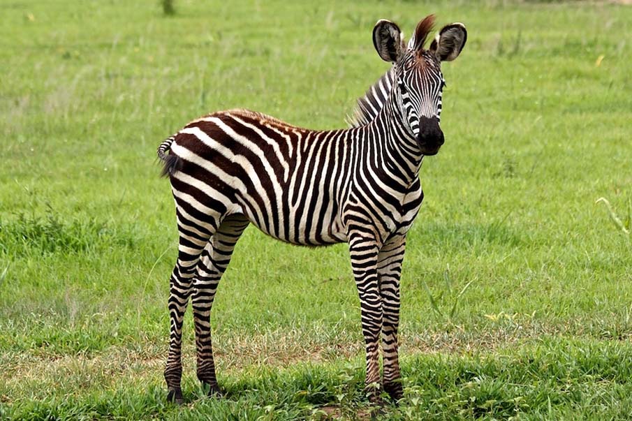 Young Zebra