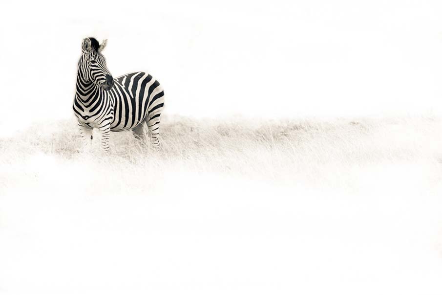 One Zebra
