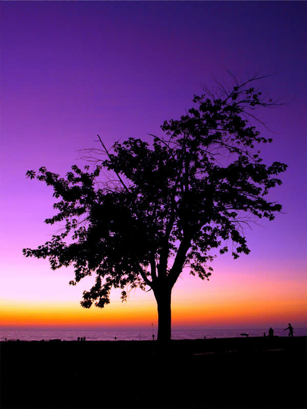 Holland Silhouette