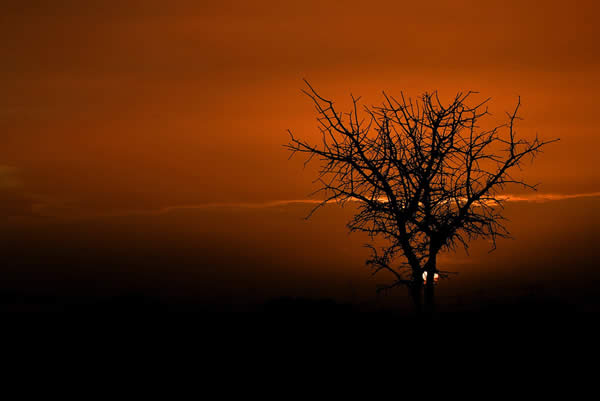 Tree Silhouette 8