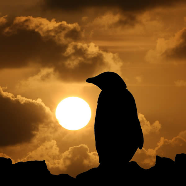 Penguin Silhouette