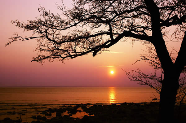 Tree Silhouette