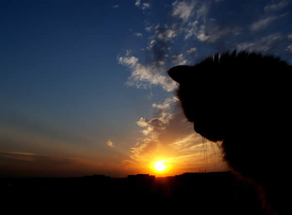 Sunset Silhouettes